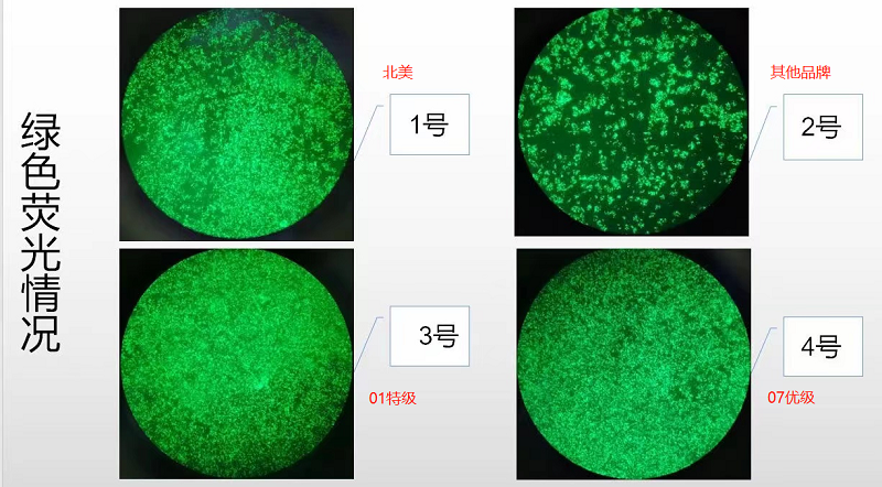 BioChannel血清培养—大鼠肾上腺嗜铬细胞瘤细胞(PC-12)