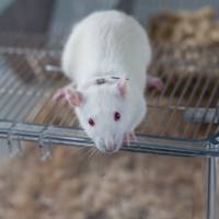 小鼠颈静脉插管模型（JVC）