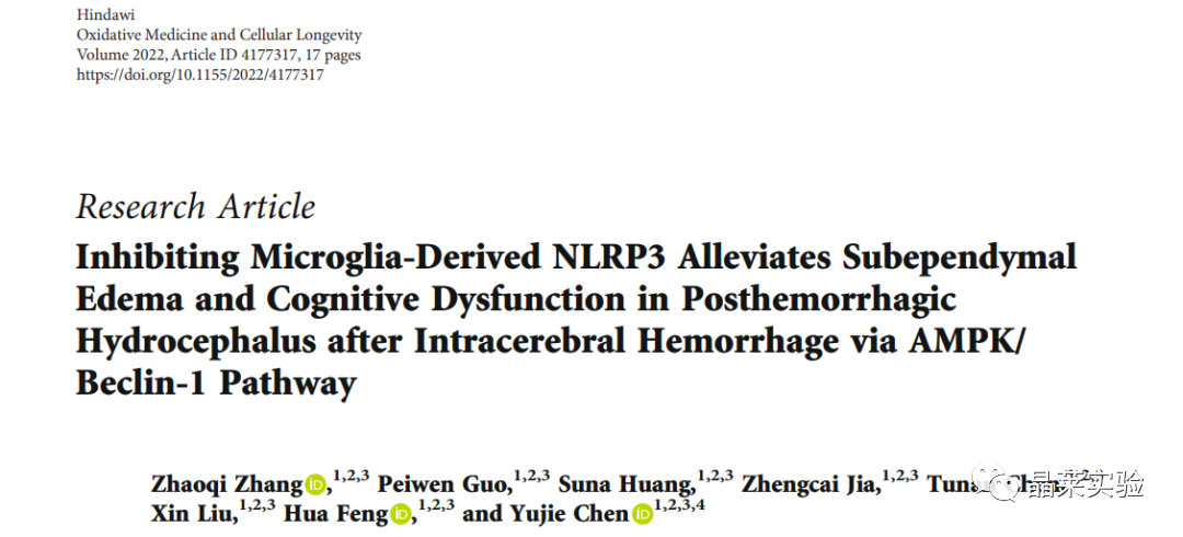 五分钟文献解读之：通过AMPKBeclin-1通路抑制小胶质细胞衍生的NLRP3可缓解脑出血后出血后室管膜下水肿和认知功能障碍