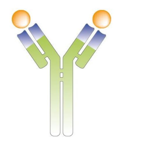 OZ biosciences  免疫球蛋白-FITC