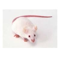 大/小鼠净化服务