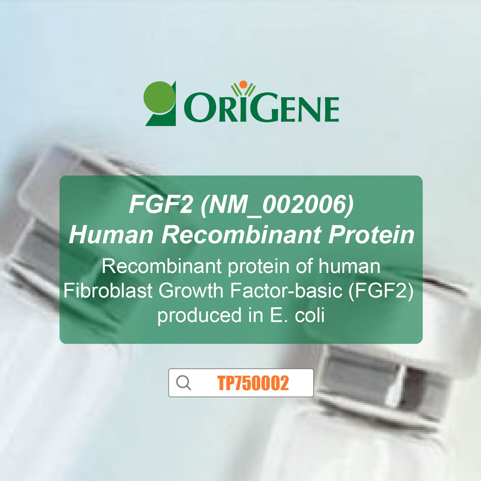 Recombinant protein of human Fibroblast Growth Factor-basic (FGF2) produced in E. coli