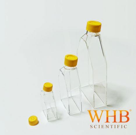 WHB 厂家直销 175cm²细胞培养瓶 600ml,密封盖，TC处理，灭菌，细胞培养瓶生产厂家