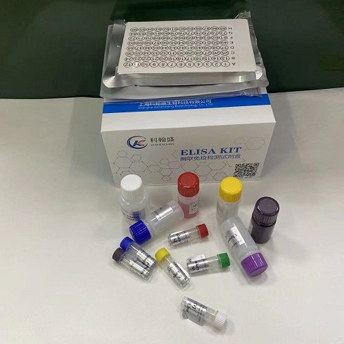 大鼠β内啡肽 β-EP ELISA试剂盒