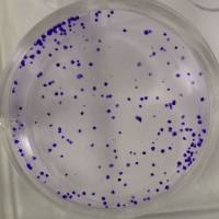 细胞克隆形成实验