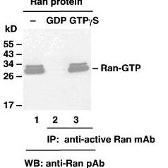 Anti Active Ran Mouse Monoclonal Antibody