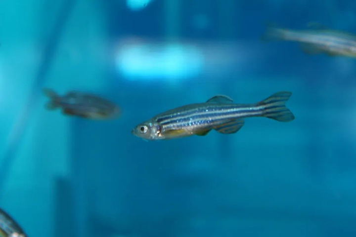 此鱼不止「人间」有，太空也有！揭秘斑马鱼如何为人类提供健康保障？