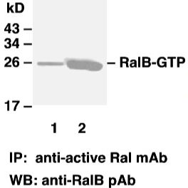 Anti Active Ral Mouse Monoclonal Antibody