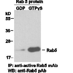 Anti Active Rab5 Mouse Monoclonal Antibody