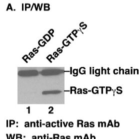 Anti Active Ras Mouse Monoclonal Antibody