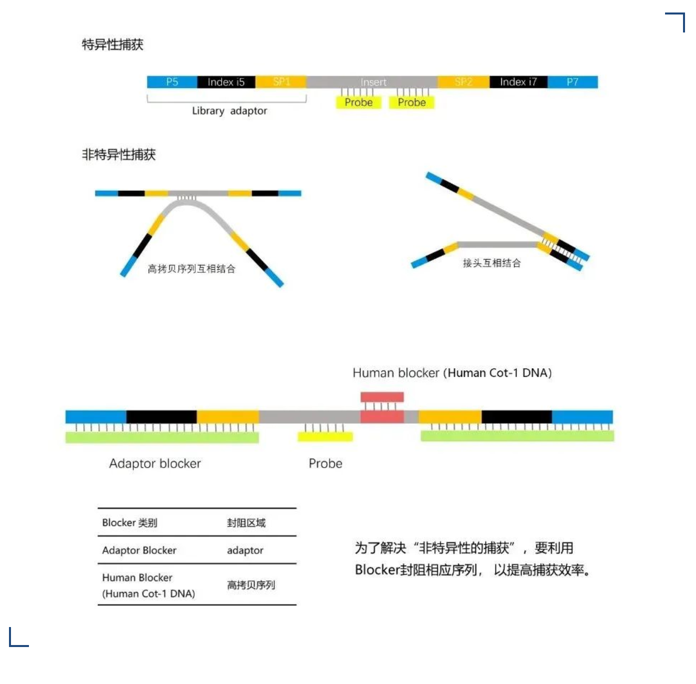 human-cot-1-dna-generulor