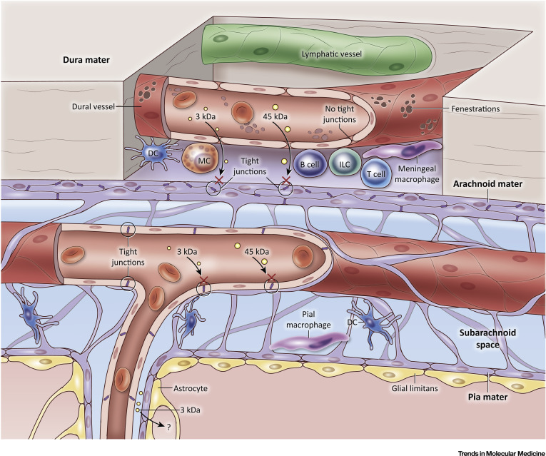 法国马赛-卢米尼免疫研究中心（Ciml）：Cytek® Aurora CS全光谱分选技术帮助我们开拓神经免疫学研究