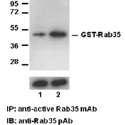 nti Active Rab35 Mouse Monoclonal Antibody