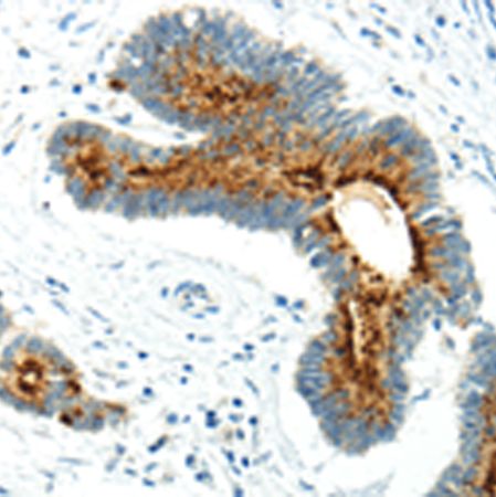 兔抗WWOX多克隆抗体