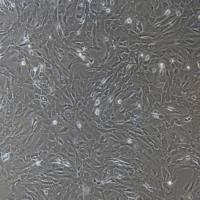 小鼠嗅鞘细胞/免疫荧光鉴定/镜像绮点(Cellverse)