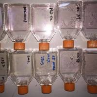 PANC02 小鼠胰腺癌细胞