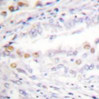 兔抗UBA2多克隆抗体