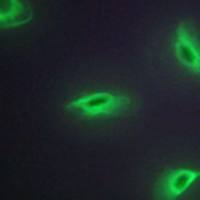 兔抗TNFSF14多克隆抗体