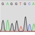 杂交瘤抗体基因测序-杂交瘤测序