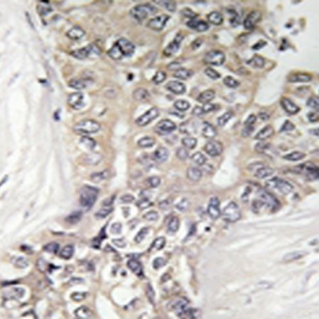 兔抗B3GALTL多克隆抗体