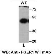 Anti FGFR1 Mouse Monoclonal Antibody