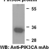 Anti PIK3CA Mouse Monoclonal Antibody
