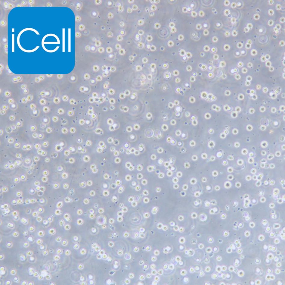 KG-1 人急性髓系细胞白血病细胞/STR鉴定
