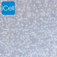 KG-1 人急性髓系细胞白血病细胞/STR鉴定