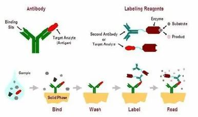 ELISA干货满满！！！