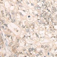 兔抗SP7多克隆抗体