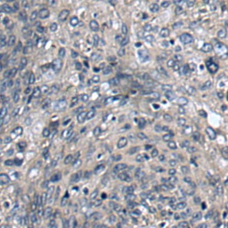 兔抗COG4多克隆抗体