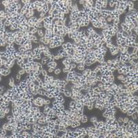 L-O2/293t/ht22/hk-2/NCM460/LX-2/鉴定+来源证明