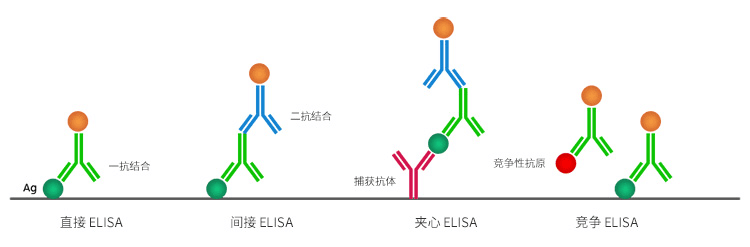 ELISA干货满满！！！
