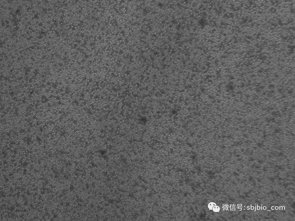 THP-1细胞怎么培养？干货