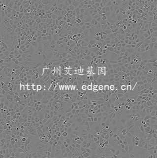 Huh7細胞PC4基因敲除單克隆細胞株