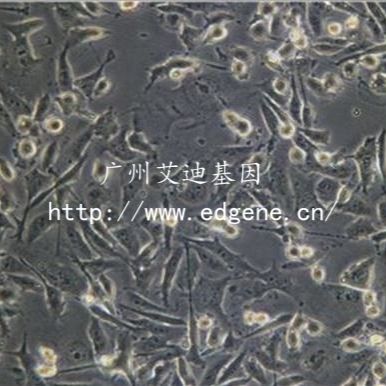 NIT-1细胞cas9稳转株