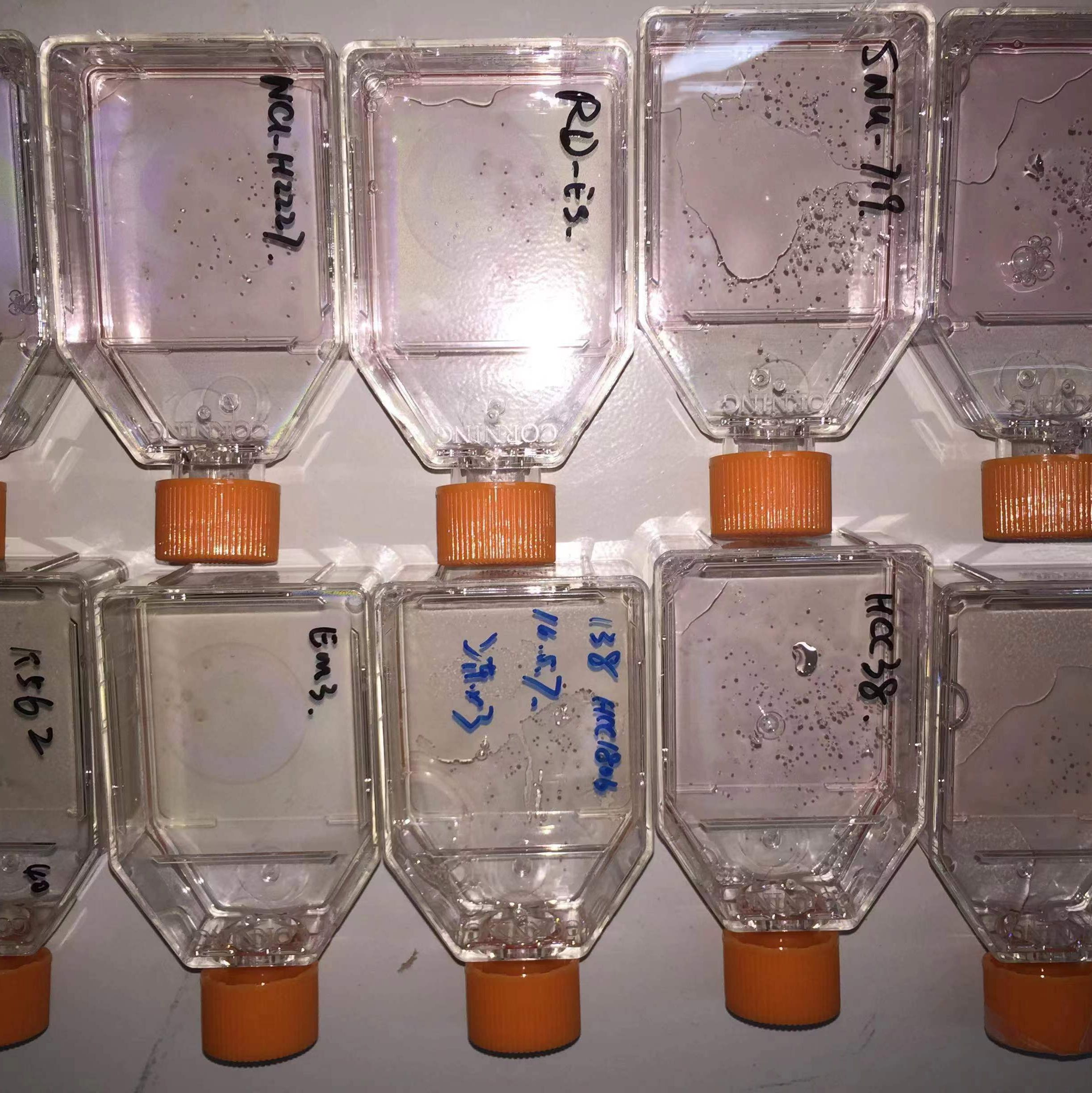 KYSE-30 人食管鳞癌细胞