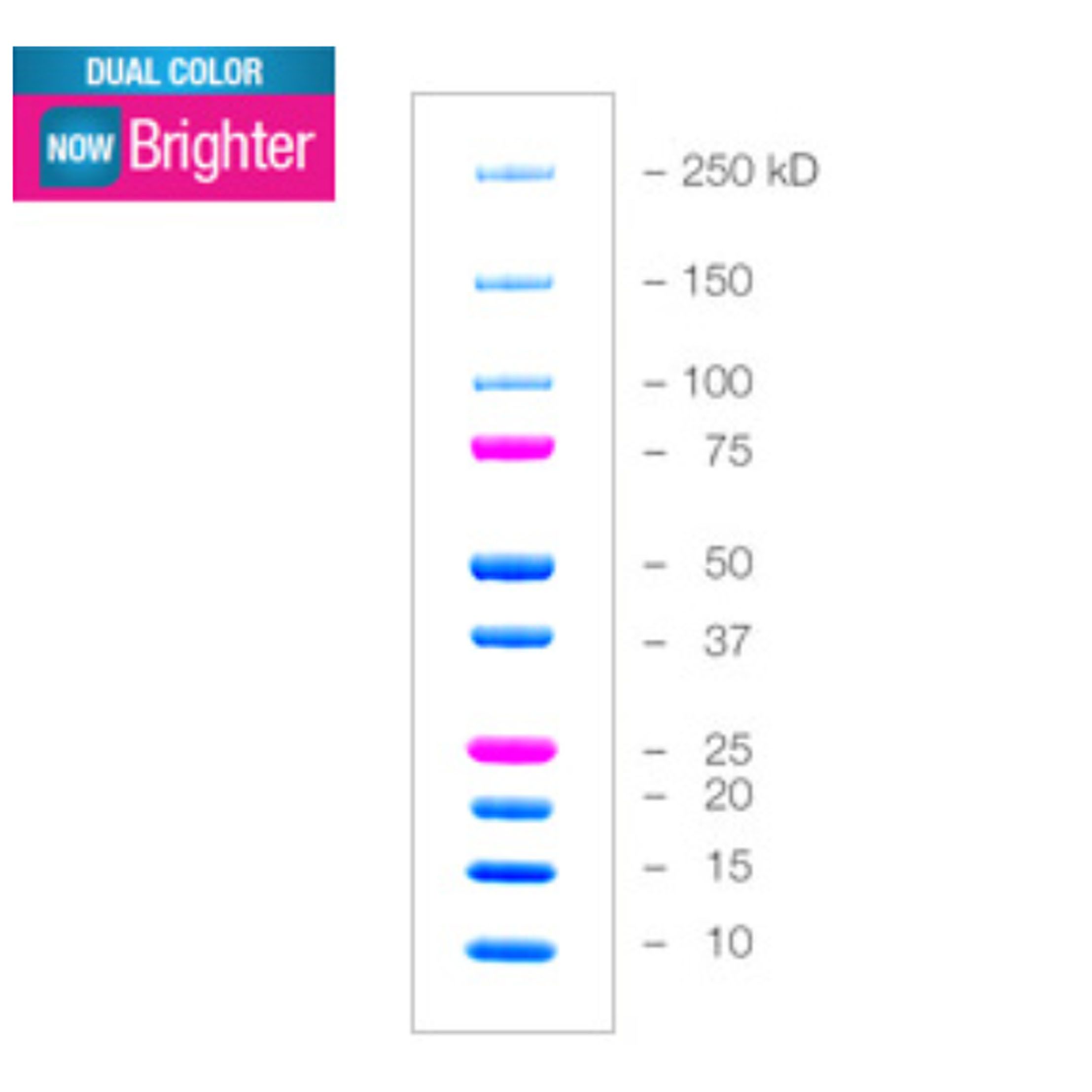 伯乐Bio-Rad1610374Precision Plus Protein Dual Color Standards，Precision Plus蛋白质双色标准