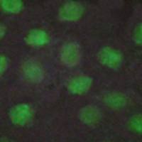 兔抗RXRG多克隆抗体