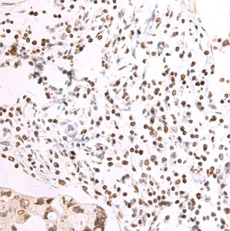 兔抗NAIF1多克隆抗体