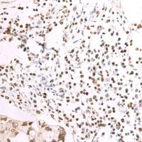 兔抗NAIF1多克隆抗体