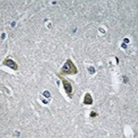 兔抗OAZ1多克隆抗体