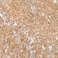 兔抗MAFA多克隆抗体