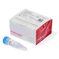 原装正品 invitrogen 脂质体2000转染试剂 11668027-0.75mL