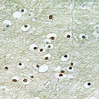 兔抗NPAS4多克隆抗体