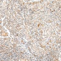 兔抗TAAR2多克隆抗体