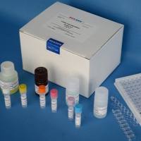 猪基质金属蛋白酶9(MMP-9)ELISA Kit 