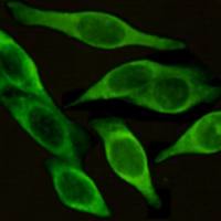 小鼠抗ICAM1单克隆抗体