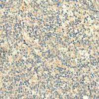 兔抗TMEM9多克隆抗体