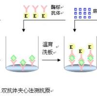 猪胰岛素(INS)ELISA Kit